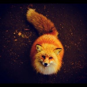 Meet your Posher, Allison